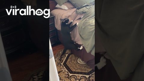 Determined Wobbly Cat Climbs Bedsheets || ViralHog