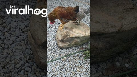 Egg Unexpectedly Pops Out of Chicken || ViralHog