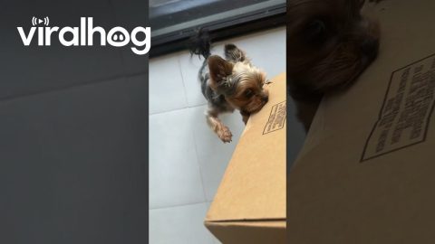 Dog Protect Home from Deliveries || ViralHog