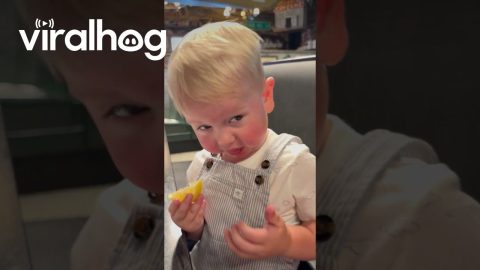 Toddler Tries a Lemon || ViralHog