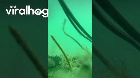 Curious Crab Investigates Dropped Phone || ViralHog