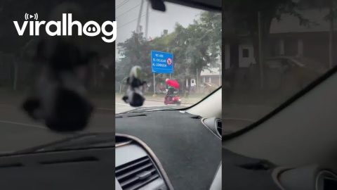 The Great Saiyaman Spotted Riding a Scooter in Peru || ViralHog