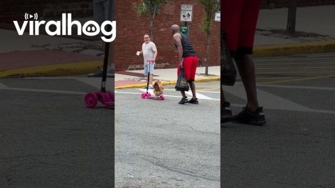 Why Did the Chicken Cross the Road on a Pink Scooter? || ViralHog
