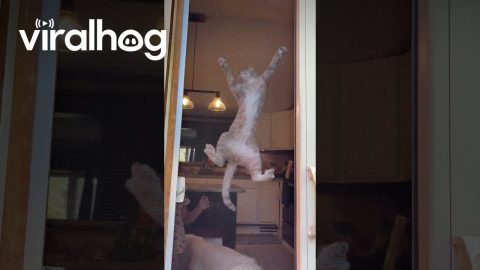 Cat Gets Himself Stuck on Screen Door || ViralHog