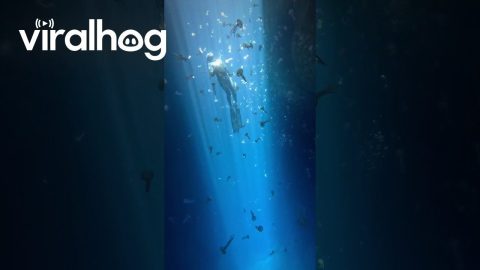 Freediving Among Jellyfish || ViralHog