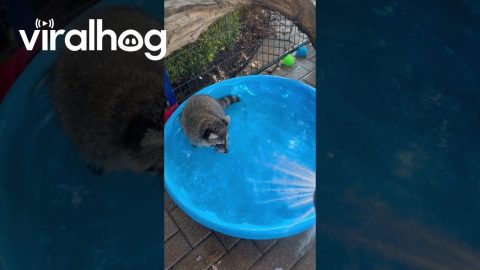 Summer Water Hose Fun With Young Raccoon || ViralHog