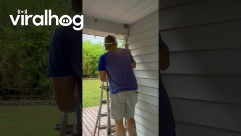 DIY Wasp Nest Removal || ViralHog