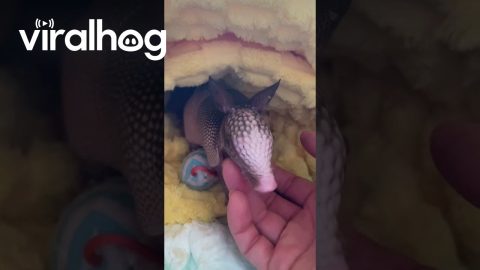 Willie Nelson the Baby Armadillo || ViralHog