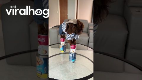 Mini Dachshund Nailed the Nicki Minaj Pose || ViralHog