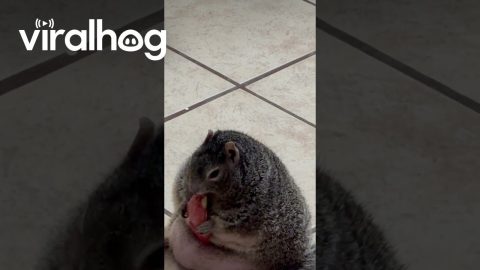 Rotund Squirrel Snacks On Apple || ViralHog