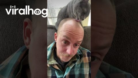 Grey Cat Grooms Reclining Man || ViralHog