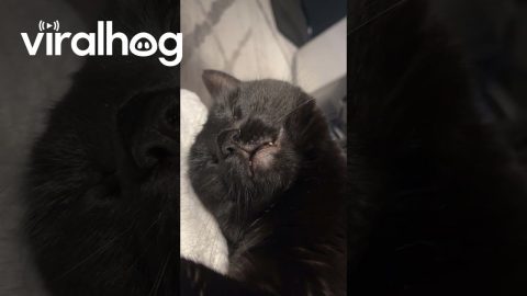 I Wonder What She’s Dreaming of Eating… || ViralHog