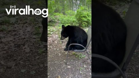 Bear Cub Tests Out a Lawn Chair for Comfort || ViralHog