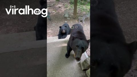 Blowing Bubbles For Bear Friends || ViralHog
