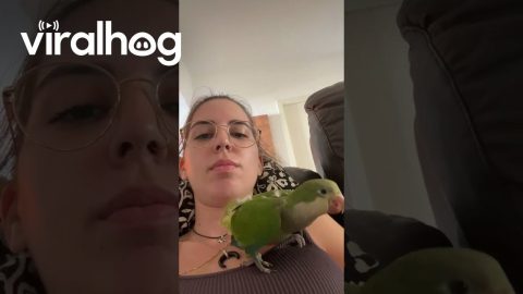 Parakeet Tries to Fly Away With Owner || ViralHog