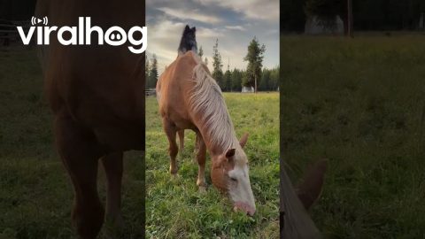 Pomeranian Dog Sits on Top of a Horse || ViralHog