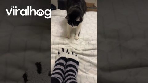Fake Paws vs. Real Paws || ViralHog