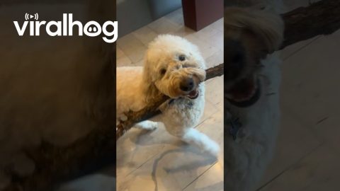 Hotel Concierge Held Stick Overnight for Dog || ViralHog