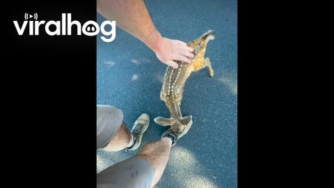 Kid Came Up to Me on My Walk || ViralHog