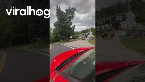 Fun Fact: Turkeys Enjoy Supercharger Noises || ViralHog