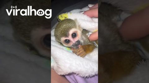 Baby Squirrel Monkey Sucks Thumb || ViralHog
