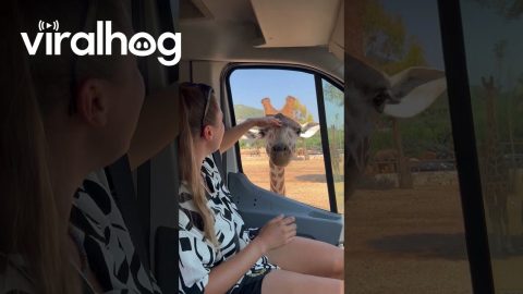 Giraffe's Tongue Gets Silly || ViralHog