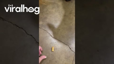 No Ranch No Crouton || ViralHog