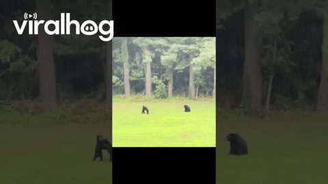 Black Bear Cubs Play In Pouring Rain || ViralHog