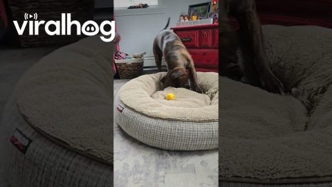 Confused Dog Gets Sour Surprise From Yellow Ball || ViralHog