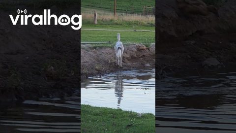 Emu Swims With Ducks || ViralHog
