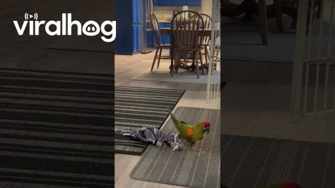 Macaw Sneaks Off With Favorite Dog Toy || ViralHog
