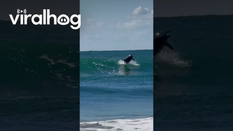 Wild Dolphin Surfs Wave || ViralHog