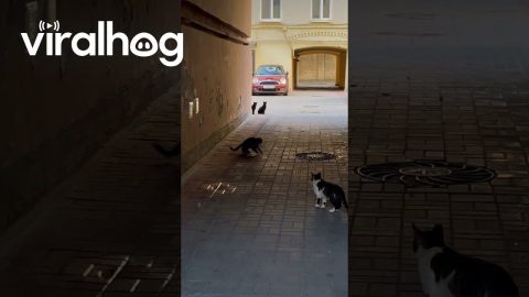 Mouse Surrounded by Cats || ViralHog
