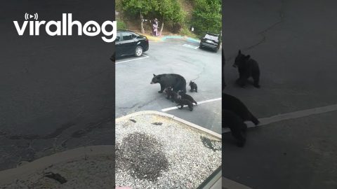 Bear Sighting During a Conference Call || ViralHog