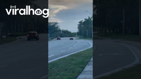 Ducks Being Traffic Cones || ViralHog