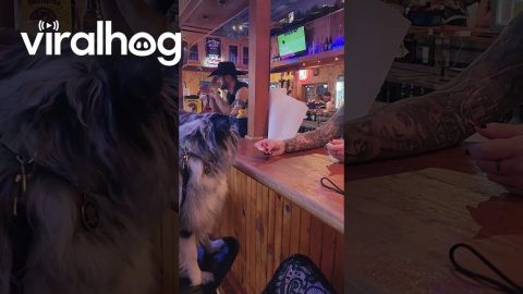 Picky Pup Demands Ranch || ViralHog