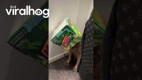 Dog Caught With Head Stuck In Soda Box || ViralHog