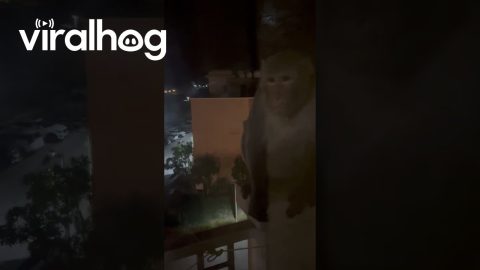 Man Tries to Mess With Monkey Who Entered Room || ViralHog