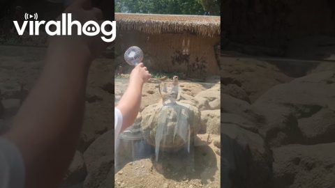 How to Summon Meerkats || ViralHog