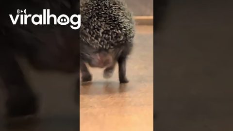 Hedgehog Skedaddles With Tiny Tippy Taps || ViralHog