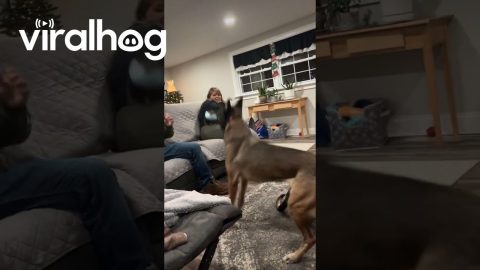 Malinois Boops Ball With Her Snout || ViralHog