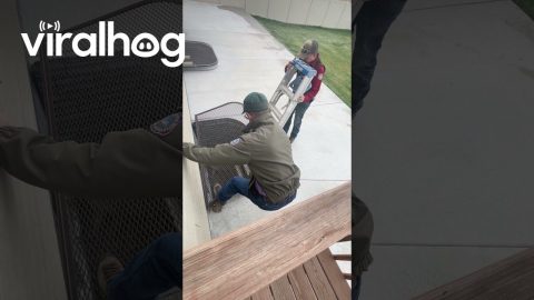 Mountain Lion Jumps Into Home's Window Well || ViralHog