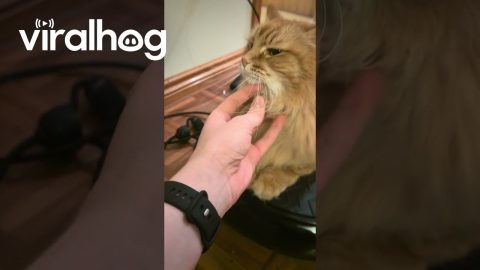 My Cat Likes the Wobble Board || ViralHog
