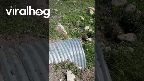 Cute Calf found in a Culvert! || ViralHog