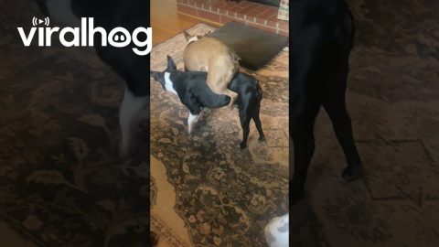 Boston Terrier Rides the Other in a Game of Keep Away || ViralHog