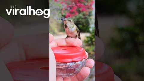 Tiny Hummingbird Drinks From Hand Feeder || ViralHog