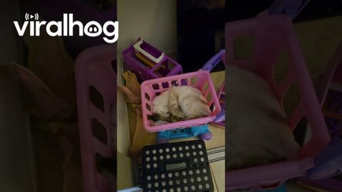 Kitten Falls Asleep in Tiny Toy Shopping Cart || ViralHog