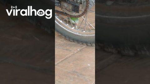 Parrot Uses Beak to Deflate a Motorcycle Tire || ViralHog