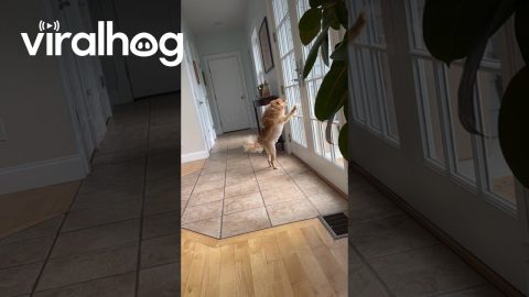 Barking Pomeranian Skedaddles to Front Door || ViralHog