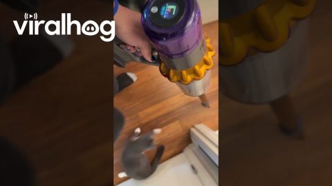 Mittens Will Never Let Me Just Vacuum || ViralHog